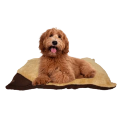 All For Paws Coussin En Laine AFP