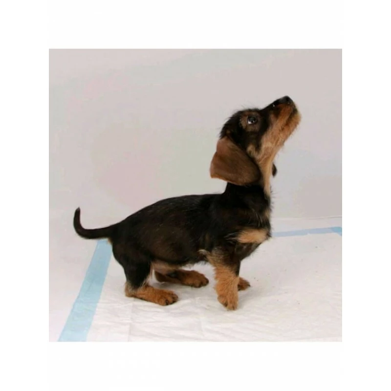 Tapis éducateur X30 Chiot Beaphar Puppy-Pads 60 X 60 Cm 4 Tapis éducateur X30 Chiot Beaphar Puppy-Pads 60 X 60 Cm – Image 2